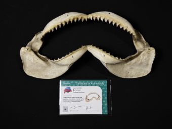 Universal Studios Jaws Ride Quint's Boathouse Prop Shark Jaws